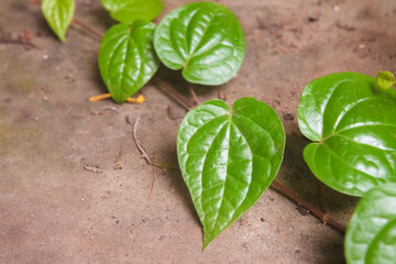close up fresh betel leaves in garden