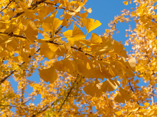 yellowish ginkgo leaves of autumn