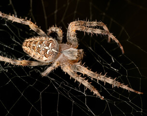 Macrophotography of a Cross Spider (Araneus diadematus)