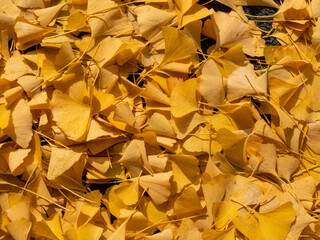 yellow ginkgo leaves of autumn that have fallen to the ground