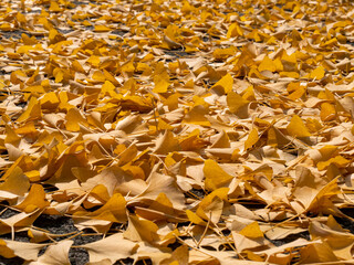 yellow ginkgo leaves of autumn that have fallen to the ground