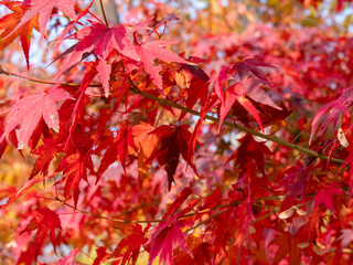 beautiful red maple tree in autumn