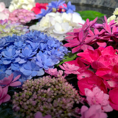 水に浮かぶ紫陽花3