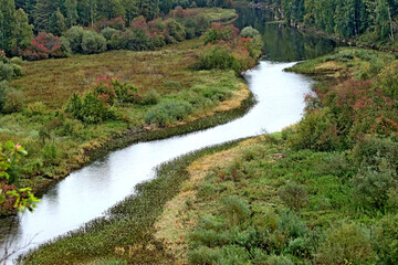 river in the forest