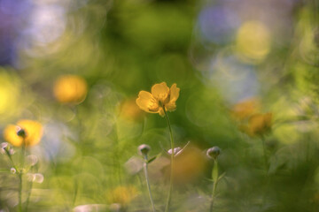 Ranunculus acris (meadow buttercup, tall buttercup, common buttercup and giant buttercup)