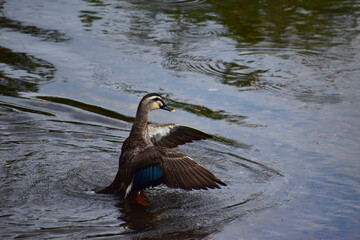 川の浅瀬で羽を広げるカルガモ