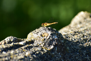 古い石の橋に止まるトンボ
