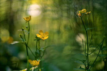 Ranunculus acris (meadow buttercup, tall buttercup, common buttercup and giant buttercup)