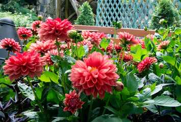 A field of dahlia in Butchart gardens in Victoria, British Columbia