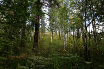 morning in the forest