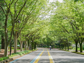 駒沢公園　通り