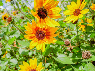 Fototapeta premium 黄色い花