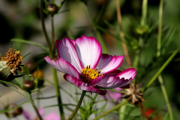 Fototapeta premium pink flower