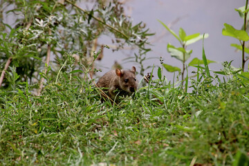 brown bear cub