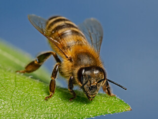 Honey Bee, Honigbiene (Apis mellifica)
