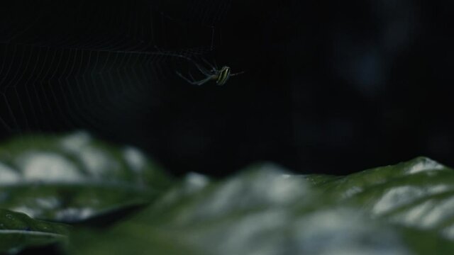 Spider on its cobweb making nest close up in the dark HD Stock Footage
