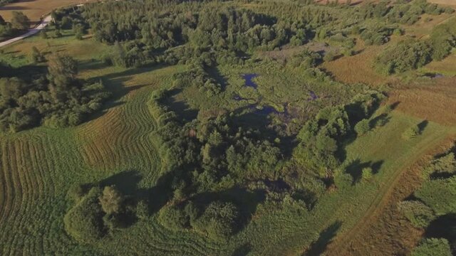 Swampy Area On A Sunny Summer Day. Aerial Flying Forward