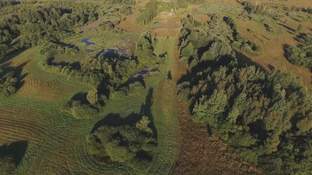 Swampy Area On A Sunny Summer Day. Aerial Pedestal Up Tilt Down