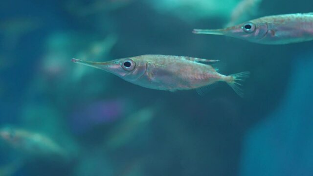 Longspine Snipefish (Macroramphosus Scolopax) Swimming Under The Deep Blue Sea In Numazu, Japan.  -close up shot