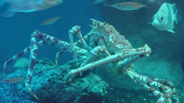Golden King Crab aka Brown King Crab (Lithodes aequispinus) Walking On The Seabed With Longspine Snipefish In Numazu, Japan. - close up shot