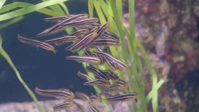School Of Striped Eel Catfish (Plotosus Lineatus) Swimming Inside The Glass Aquarium With Jungle Vallisneria In Numazu, Japan. - close up shot