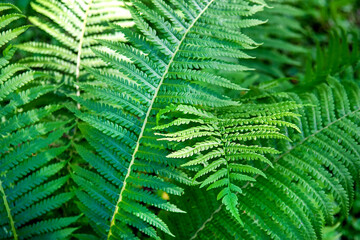 Beautiful ferns leaves green foliage nature. Floral fern background. Selective focus