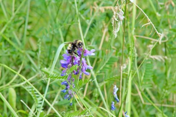 bee on a flower