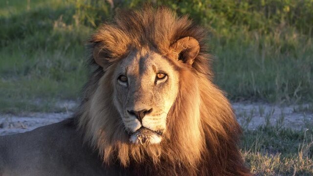 Lion close-up at majestic sunset