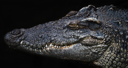 head large of crocodile on black background