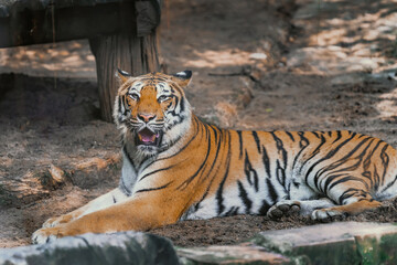 the tiger imposingly in the zoo