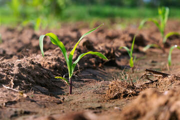 green corn plant on field in morning light