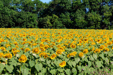 View of beautiful sunflower field at summer