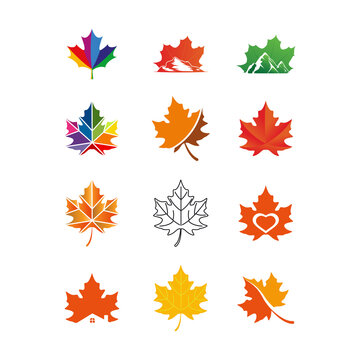 maple leaf logo icon design template vector	