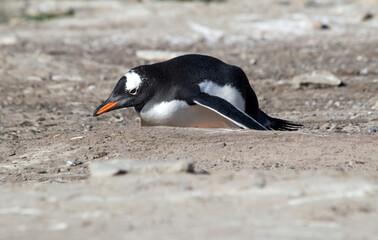 A Gentoo Penguin (Pygoscelis papua), Westpoint Island, Falkland Islands.	