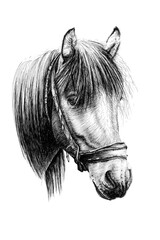 Hand drawn horse portrait, sketch graphics monochrome illustration © byrdyak