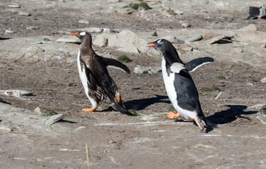 Two Gentoo Penguins (Pygoscelis papua), Westpoint Island, Falkland Islands.	