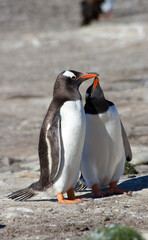 Gentoo Penguins (Pygoscelis papua) - feeding, Westpoint Island, Falkland Islands.	