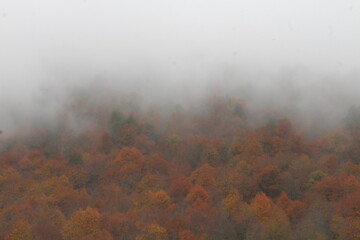 Fototapeta premium fog in the forest