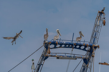 Beautiful and gratefully view of the Seagull and seabirds in the ocean