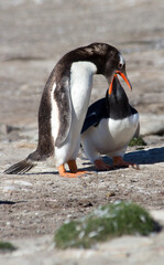 Gentoo Penguins (Pygoscelis papua) - feeding, Westpoint Island, Falkland Islands.	