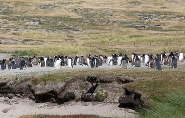 Gentoo Penguins (Pygoscelis papua) - during a Catastrophic Molt, Westpoint Island, Falkland...
