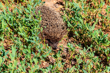 Young European hedgehog (Erinaceus europaeus) in green grass