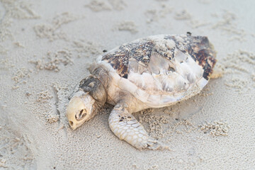 A little turtle is dead on the beach at Thailand island because of bad sea pollution.