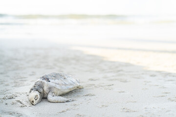 A little turtle is dead on the beach at Thailand island because of bad sea pollution.