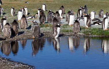 Gentoo Penguins (Pygoscelis papua) - during a Catastrophic Molt, Westpoint Island, Falkland...