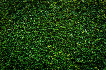 Grass wall texture and background