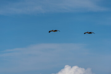 Beautiful and gratefully view of the Seagull and seabirds in the ocean