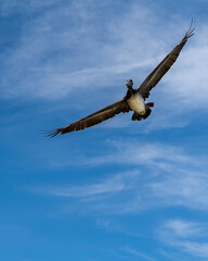 Beautiful and gratefully view of the Seagull and seabirds in the ocean