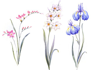 Flowers watercolor illustration.Manual composition.Big Set watercolor elements. - 377817359
