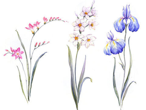 Flowers watercolor illustration.Manual composition.Big Set watercolor elements.